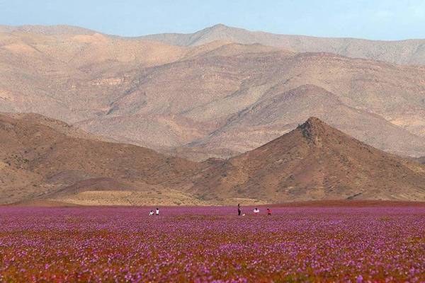 du lịch chile, ivivu.com, khách sạn, sa mạc atacama, cả rừng hoa bỗng mọc lên ở sa mạc khô hạn nhất thế giới