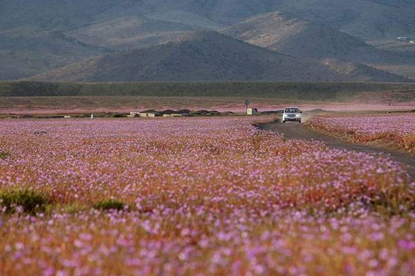 du lịch chile, ivivu.com, khách sạn, sa mạc atacama, cả rừng hoa bỗng mọc lên ở sa mạc khô hạn nhất thế giới