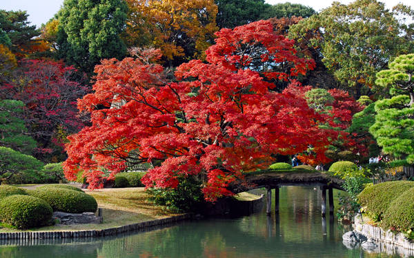 ivivu.com, khách sạn, cẩm nang du lịch nhật bản mùa thu ngắm lá phong rực rỡ
