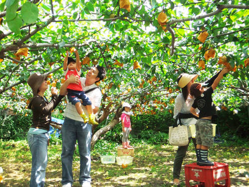 Mùa hái quả chín mọng ở Đài Loan