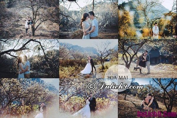 5 địa điểm chụp ảnh cưới đẹp ở Mộc Châu được yêu thích nhất