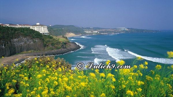 Kinh nghiệm du lịch đảo Jeju, Hàn Quốc mới nhất