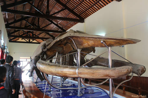 việt nam, đông nam á, bảo tàng xương cá voi lớn nhất đông nam á ở việt nam