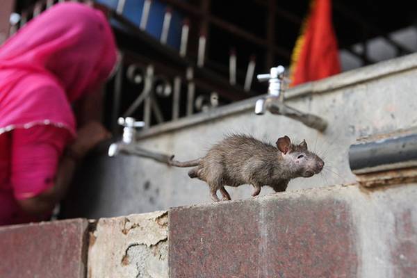 chuột ấn độ, du lịch ấn độ, văn hóa ấn độ, đạo hindu ấn độ, du lịch khám phá nơi coi chuột là ‘thánh sống’