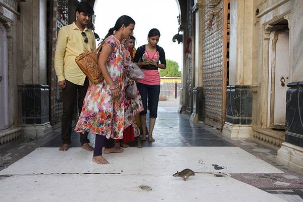 chuột ấn độ, du lịch ấn độ, văn hóa ấn độ, đạo hindu ấn độ, du lịch khám phá nơi coi chuột là ‘thánh sống’