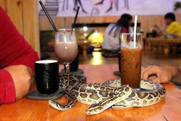 Du lịch Sài Gòn ghé thăm 2 quán cà phê thú cưng cực ‘chất’