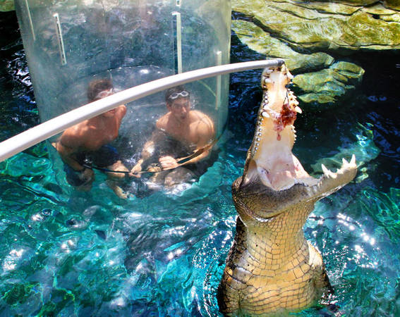 công viên úc, crocosaurus cove, khách sạn úc, lặn cùng cá sấu nước mặn ở công viên crocosaurus cove