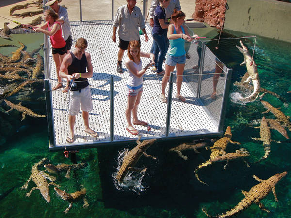 công viên úc, crocosaurus cove, khách sạn úc, lặn cùng cá sấu nước mặn ở công viên crocosaurus cove