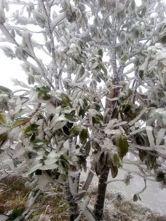 Băng tuyết trắng xóa trên cây, tuyệt đẹp tại Mẫu Sơn