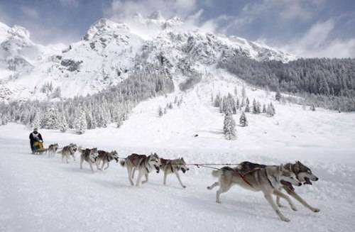 chó husky, du lịch, husky malamute alaska, husky siberi, trượt tuyết, du lịch trượt tuyết bằng xe chó kéo