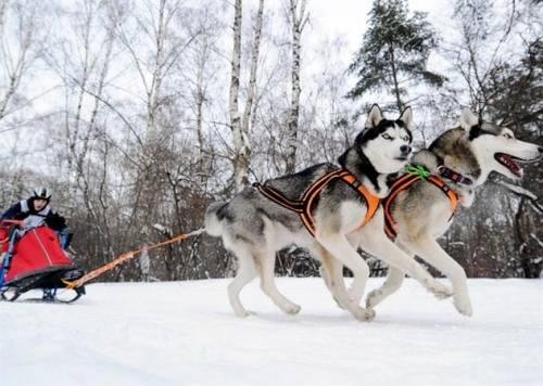 chó husky, du lịch, husky malamute alaska, husky siberi, trượt tuyết, du lịch trượt tuyết bằng xe chó kéo