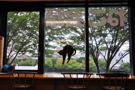 Ghé thăm quán cà phê mèo hoang nổi tiếng tại Kyoto