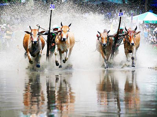 du lịch an giang, đua bò, an giang tổ chức đua bò bảy núi lần thứ 22