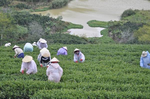 du lịch đà lạt, thôn trà, đà lạt, đồi chè, đồi trà, đến đà lạt thăm thôn chè gần trăm tuổi