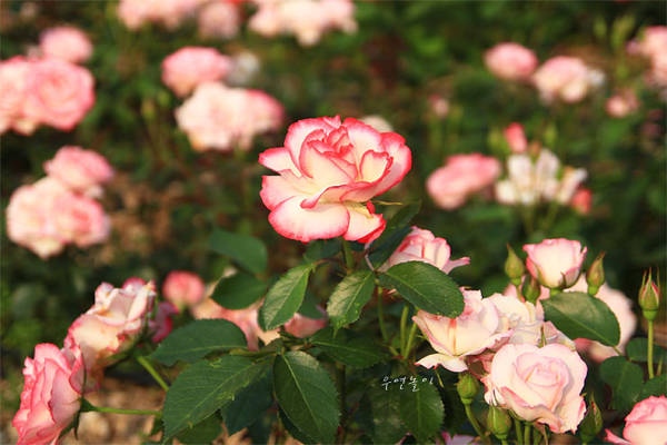 công viên, gyeonggi, hoa hồng, seoul grand park, vườn hồng, vào mùa lễ hội hoa hồng ở seoul grand park