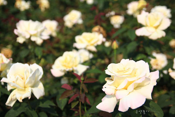 công viên, gyeonggi, hoa hồng, seoul grand park, vườn hồng, vào mùa lễ hội hoa hồng ở seoul grand park