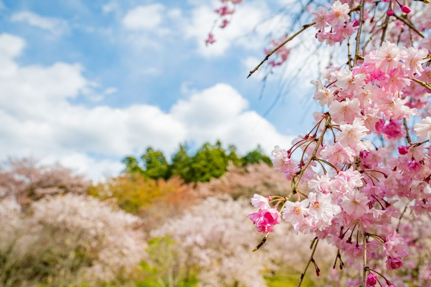 Du xuân Ibaraki, ngắm “Thiên đường hoa” của Nhật Bản