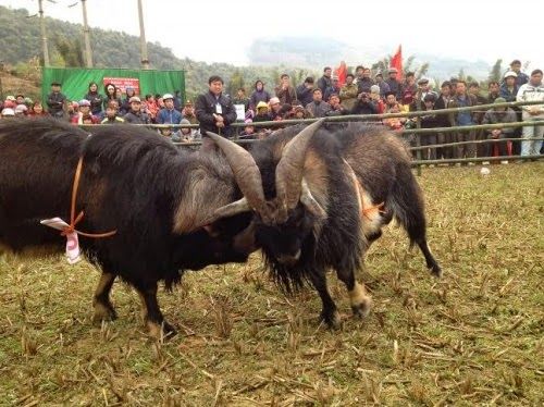 cao nguyên đá đồng văn, du lịch hà giang, du lịch vùng cao, hội chọi dê, lễ hội truyền thống, hội chọi dê độc đáo trên cao nguyên đồng văn