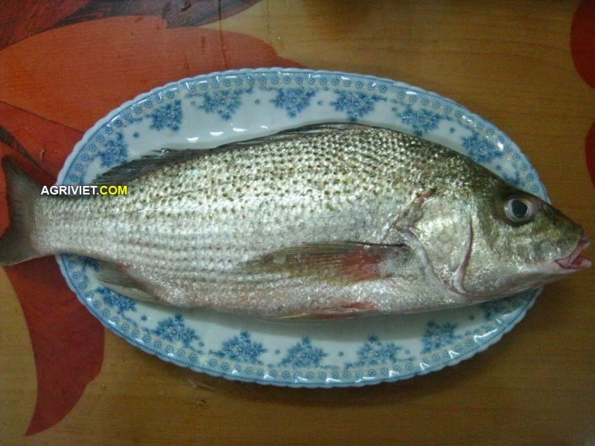 Lạ lẫm ăn hải sản độc ở Quy Nhơn