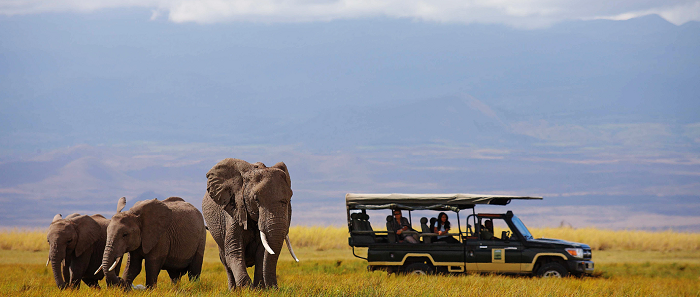 Trải nghiệm tour Safari ảo đắm chìm trong thế giới động vật ở Châu Phi