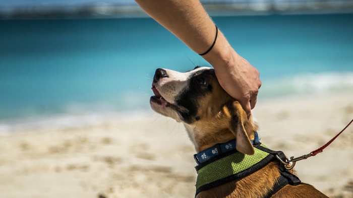 hòn đảo du lịch dành cho người yêu chó, dễ thương 'phát ngất' hòn đảo du lịch dành cho người yêu chó