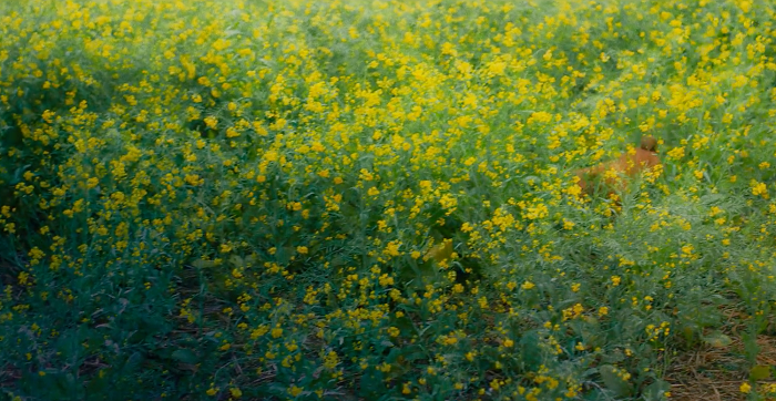 cánh đồng hoa cải trong phim #39;cậu vàng#39;, mê mẩn cánh đồng hoa cải tuyệt đẹp trong phim 'cậu vàng'