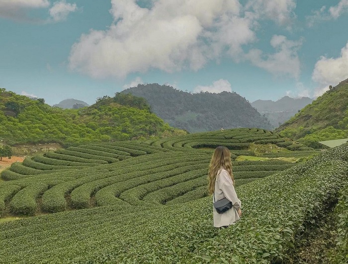 'Lượn' một vòng Việt Nam ngắm những đồi chè đẹp như thơ