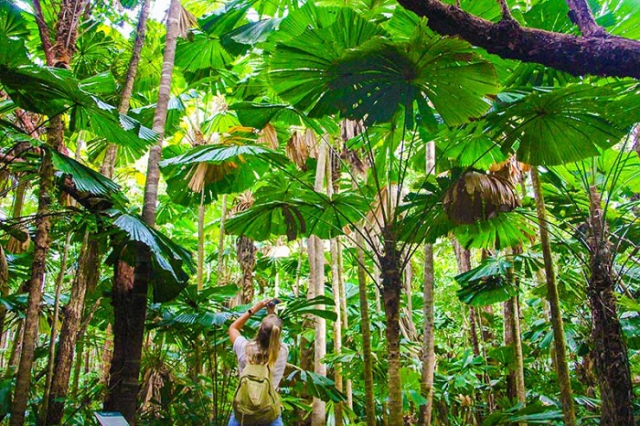rừng nhiệt đới đẹp nhất, amazon, toplist những khu rừng nhiệt đới đẹp nhất trên trái đất