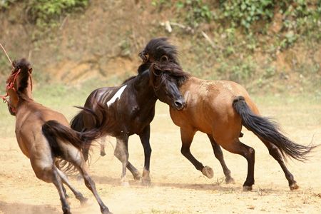 Độc đáo lễ hội chọi ngựa Hà Giang