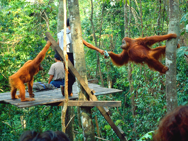 tất tần tật những điều bạn cần biết trước khi du lịch sumatra – indonesia