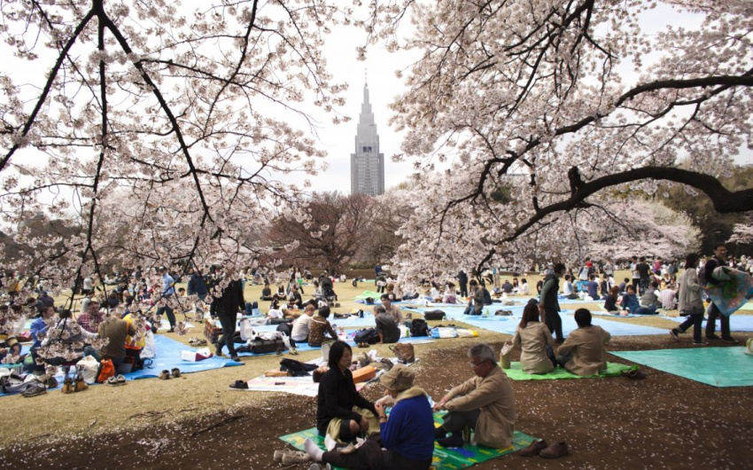 Bật mí danh sách những địa điểm ngắm hoa anh đào đẹp nhất tại Tokyo