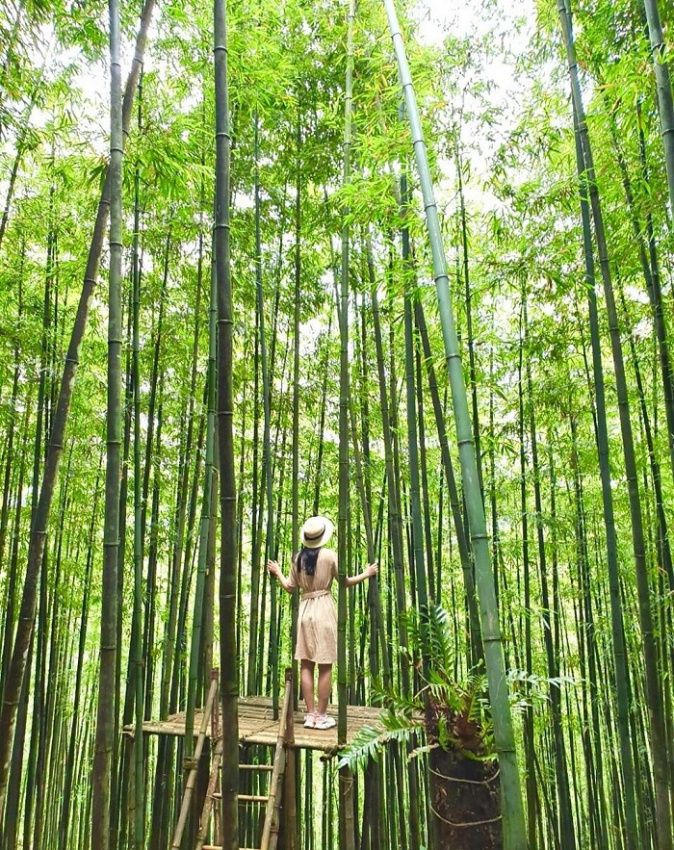 Những khu rừng trúc Việt Nam đậm chất kiếm hiệp, cảnh đẹp khiến dân tình ‘phát cuồng’