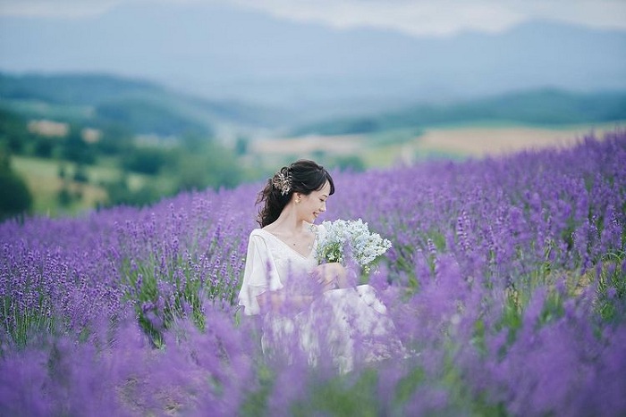 Chẳng cần đến Pháp cũng được ngắm hoa lavender tuyệt đẹp | VOV.VN