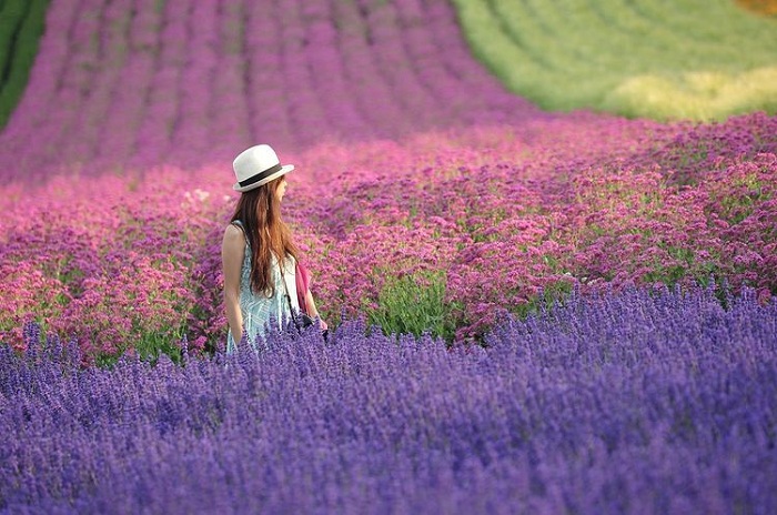 cánh đồng hoa oải hương đẹp trên thế giới, những cánh đồng hoa oải hương đẹp trên thế giới khiến du khách đến rồi chẳng muốn về 