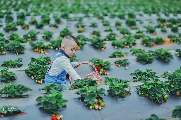Những nông trại đẹp ở Việt Nam ‘nổi như cồn’ trên Instagram, không check in thì phí 
