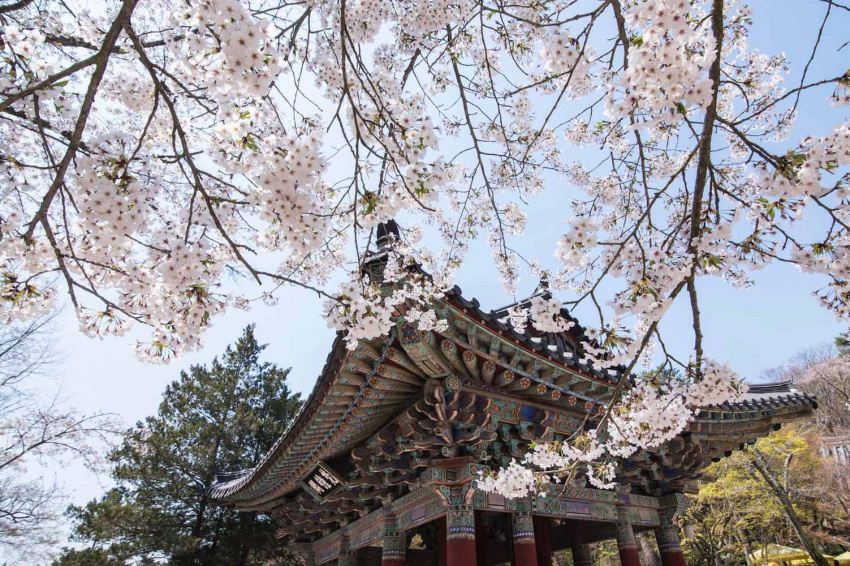 kinh nghiệm du lịch gyeongju – cố đô cổ kính của hàn quốc