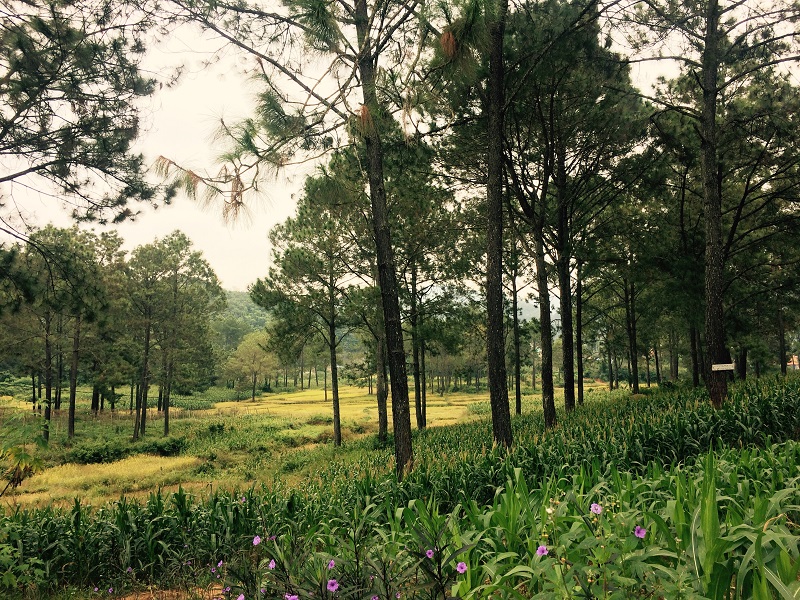 Kinh nghiệm du lịch rừng thông Bản Áng – điểm hẹn lý tưởng tại Sơn La