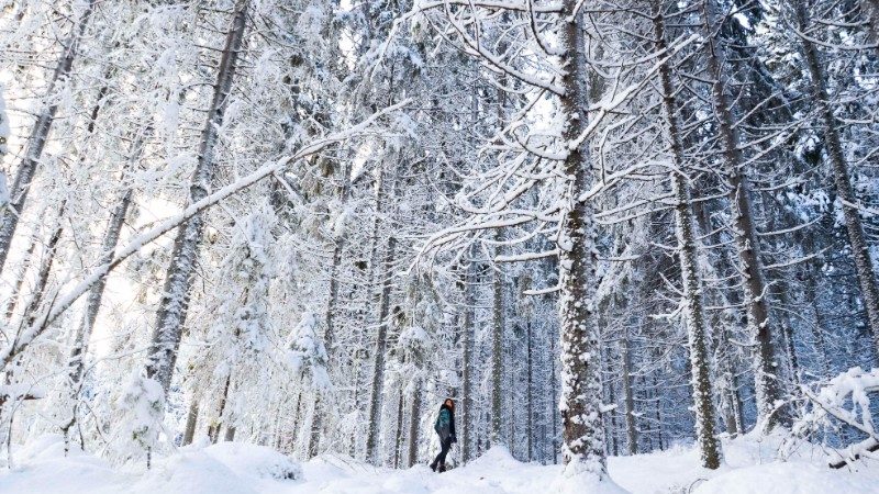 kinh nghiệm du lịch lapland – điểm đến tuyệt vời cho mùa đông sắp tới