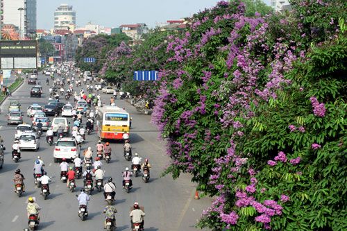 Những con đường màu tím ở Hà Nội
