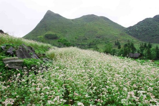 ảnh đẹp đời sống, kin chu phìn, lào cai, ấn tượng vẻ đẹp miền sơn cước kin chu phìn