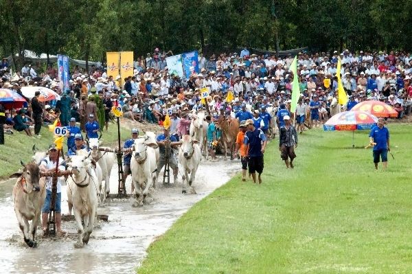 du lịch an giang, lễ hội sự kiện, lễ hội đua bò, về vùng bảy núi xem hội đua bò