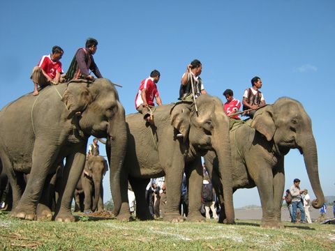 Lễ hội đua voi ở Tây Nguyên