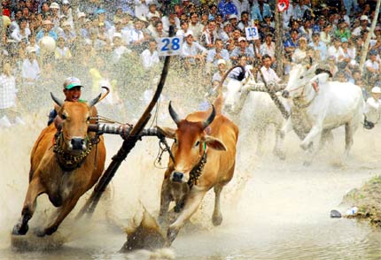 Lễ hội Đua bò Bảy Núi - An Giang