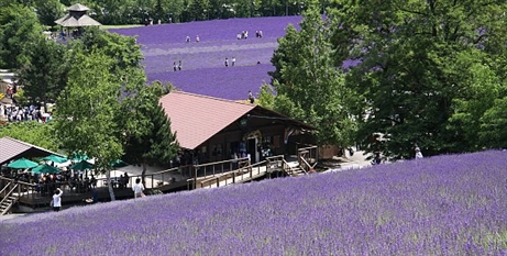 Đến Hokkaido ngắm hoa Lavender bằng 'bus máy kéo'