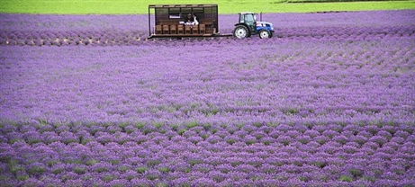 đến hokkaido ngắm hoa lavender bằng 'bus máy kéo'