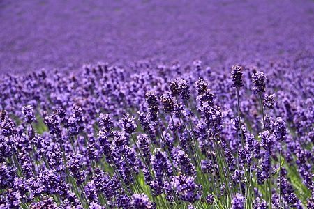 đến hokkaido ngắm hoa lavender bằng 'bus máy kéo'