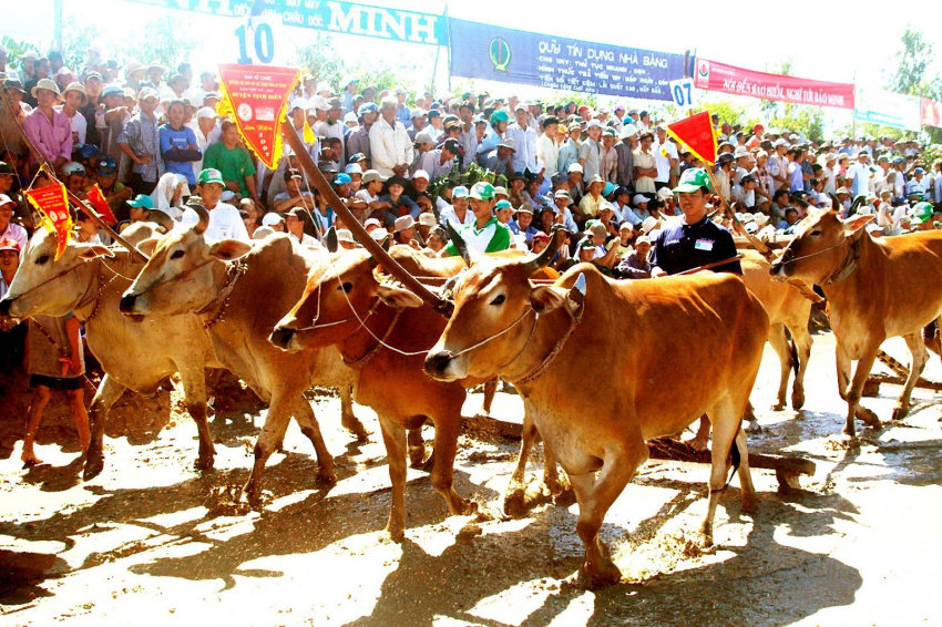 du lịch an giang, lễ hội truyền thống, rừng tràm trà sư, văn hóa dân gian, lễ hội đua bò bảy núi sôi động ở an giang