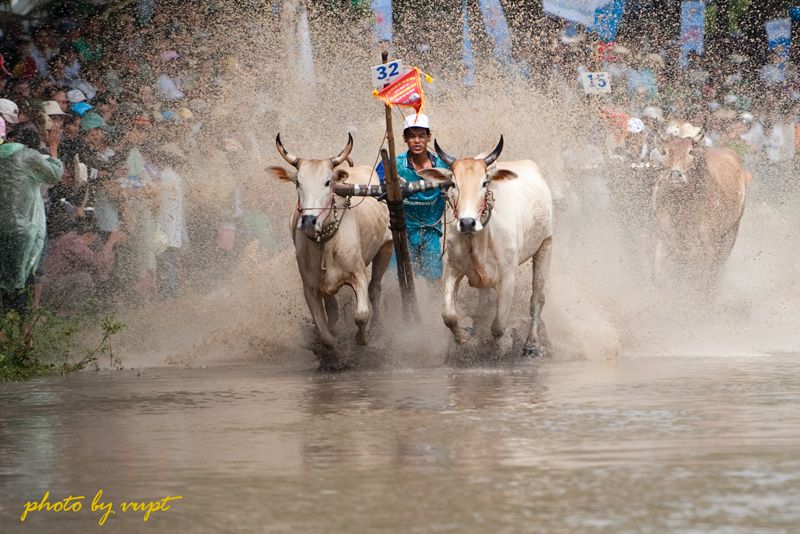 du lịch an giang, lễ hội truyền thống, rừng tràm trà sư, văn hóa dân gian, lễ hội đua bò bảy núi sôi động ở an giang