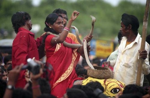 Lễ hội tắm táp và ôm hôn rắn độc ở Ấn Độ