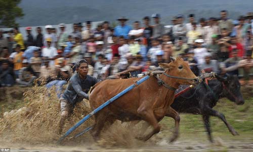 sôi động lễ hội đua bò ở indonesia